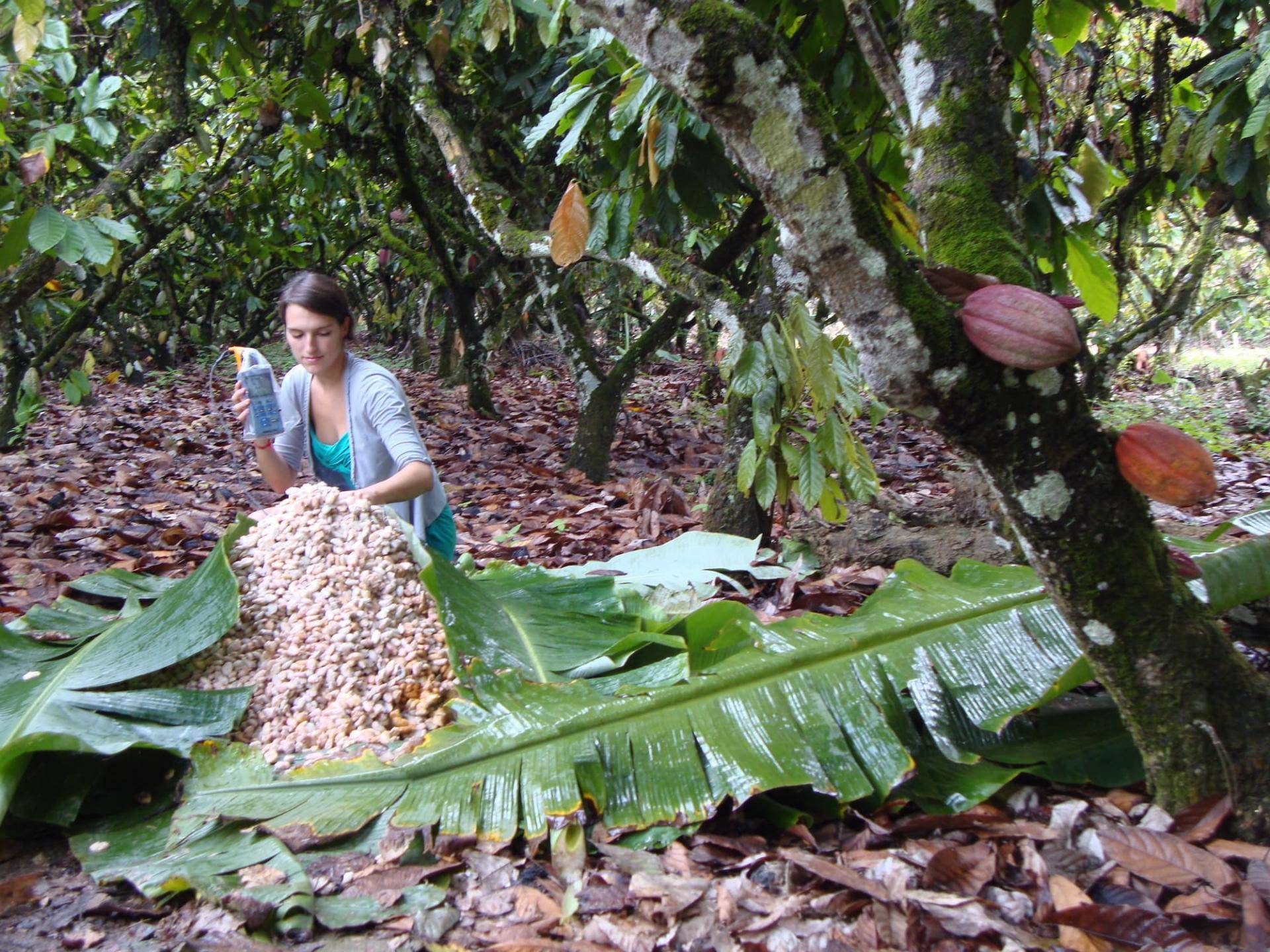 Barry Callebaut, VIB and KU Leuven optimize cocoa fermentation process